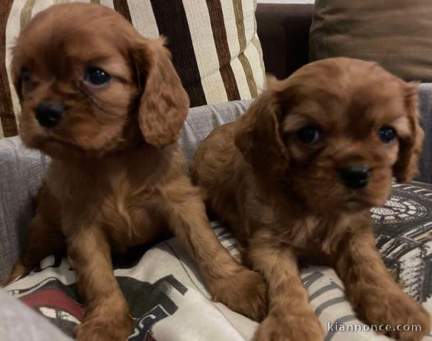 chiot cavalier king charle à donner 