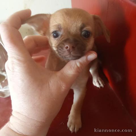 Chiot chihuahua disponible pour adoption 
