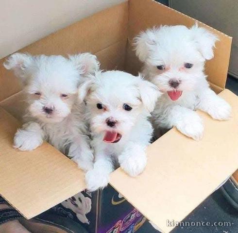 Adoption chiot bichon maltais 