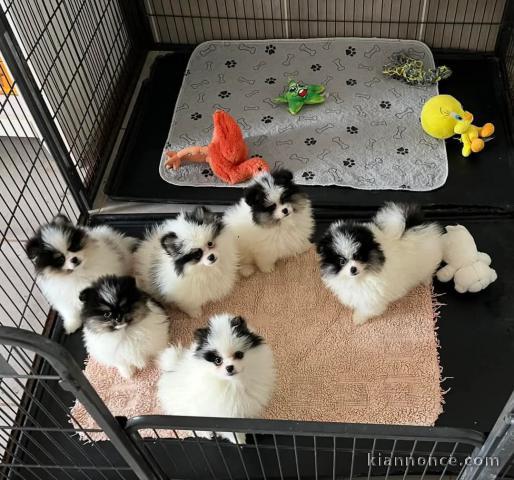 Adorable chiot spitz nain disponible 