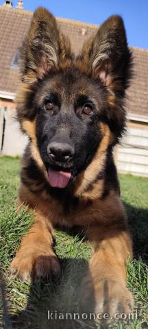 Magnifique chiot berger allemand 