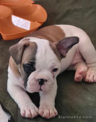 Magnifique chiot bouledogue français 