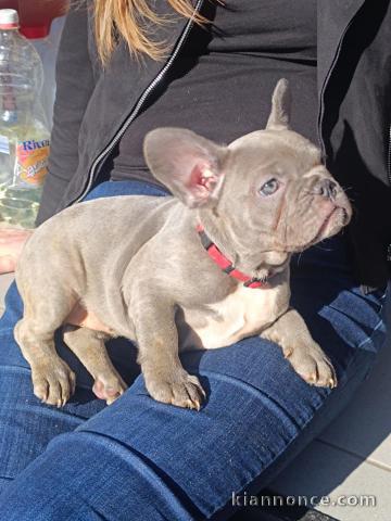Adoption chiot bouledogue français 