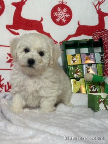 Adoption chiot bichon frisé 