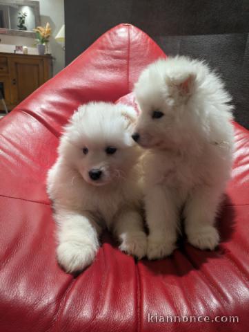 chiot samoyède disponible 