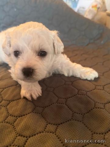 chiot bichon frisé femelle disponible 
