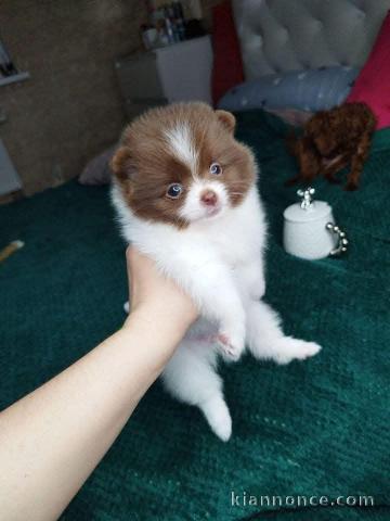 chiot spitz allemand mâle a donner 