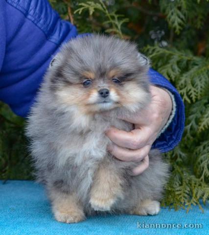 chiot spitz nain femelle disponible 