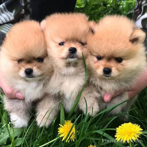 chiot spitz allemand disponible 