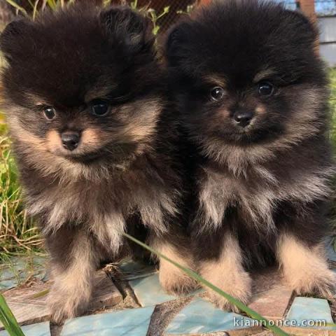 Adoption chiot spitz nain disponible 