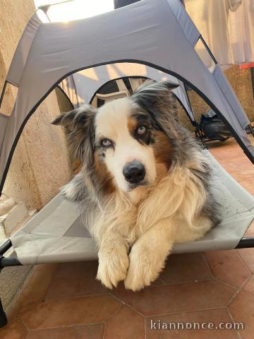 chiot golden retriever pour adoption 