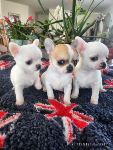 chiot chihuahua disponible pour adoption 