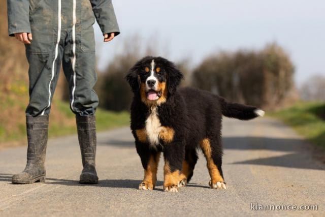 chiot bouvier bernois pour adoption 