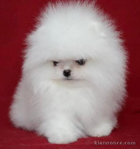 chiot spitz allemand disponible 