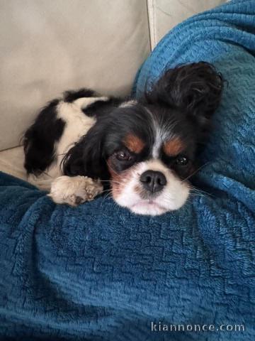 je donner chiot cavalier king charle disponible 