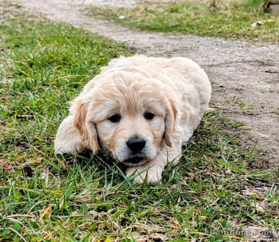 chiot golden retriever à donner 