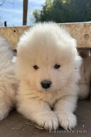 Je donne chiot samoyède disponible 