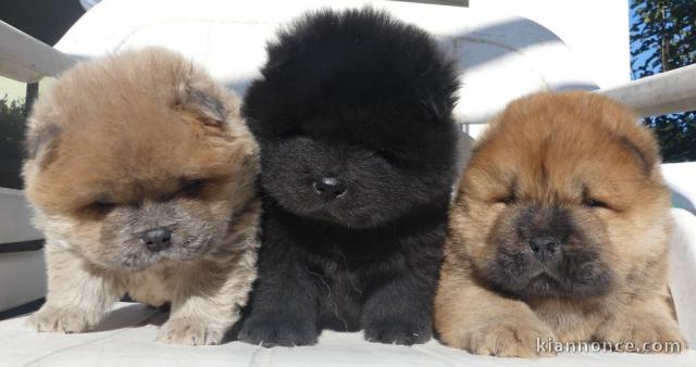 Chiot chow-chow pour adoption 
