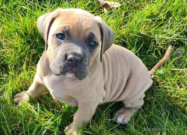 Chiot cane corso à donner 
