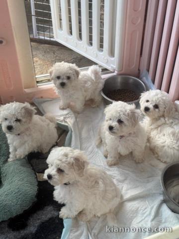 Adoption chiot bichon disponible 