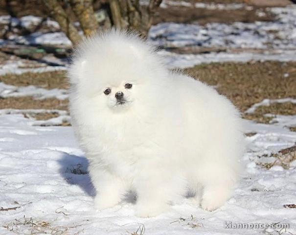 chiot spitz allemand femelle disponible 