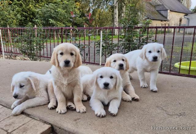 Adorable chiot golden retriever à donner 