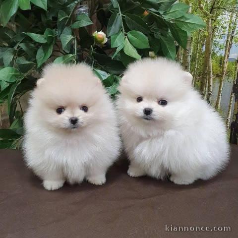 Chiot spitz allemand disponible 