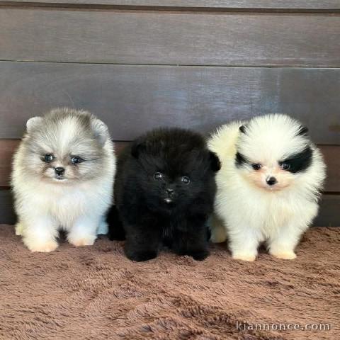 chiot spitz allemand disponible de suite 