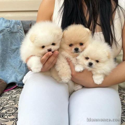 Dons chiot spitz allemand lof
