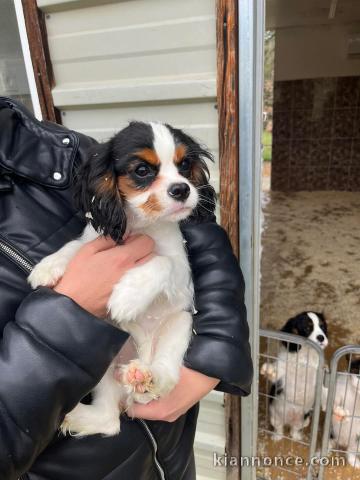 chiot cavalier king charle disponible 