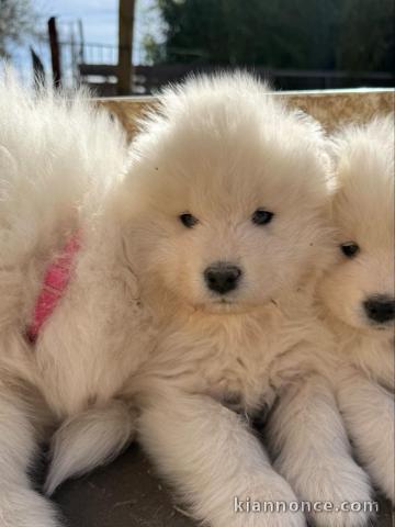 chiot samoyède lof mâle 