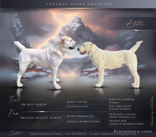 Chiots Berger d\