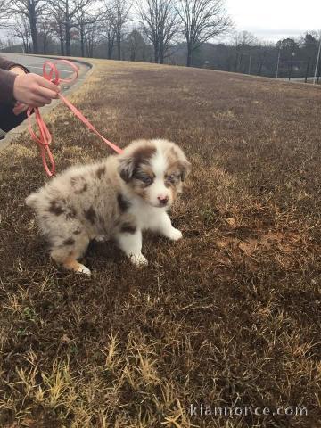 Adorable chiot berger australien 