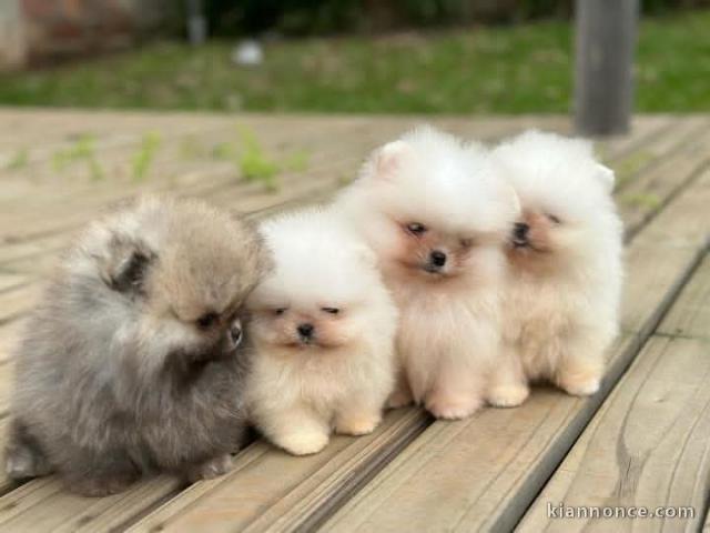 Adoption chiot spitz allemand 