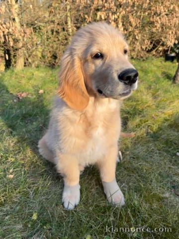 Adoption chiot golden retriever 