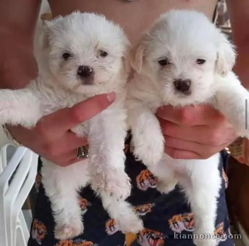 Adoption chiot bichon maltais 