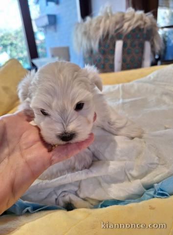 chiot bichon maltais disponible 
