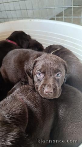 chiot labrador retriever à donner 