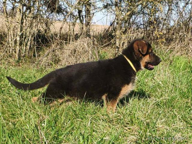 Chiot berger allemand disponible 