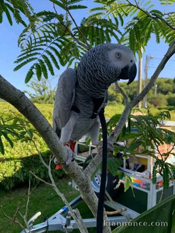 Perroquet gris Gabon disponible à donner 