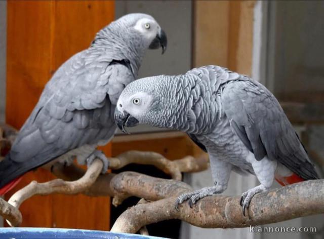 Perroquet gris Gabon disponible 