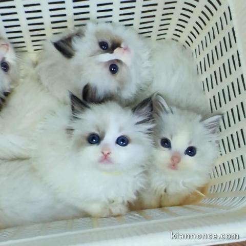 Adoption chatons ragdoll disponible 