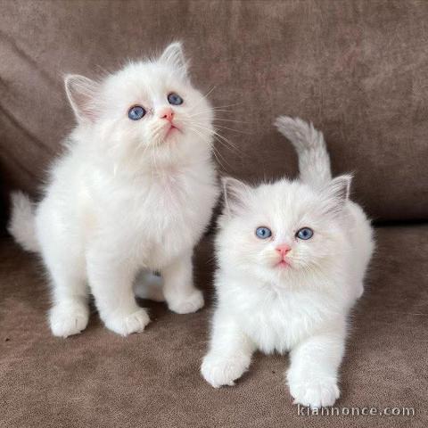 Je donne chatons ragdoll disponible 