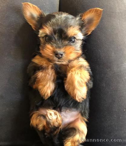 chiot Yorkshire femelle à donner 