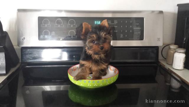 Adoption chiot Yorkshire disponible 