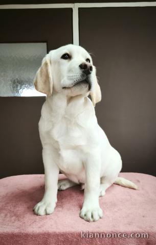 chiot labrador retriever à donner 