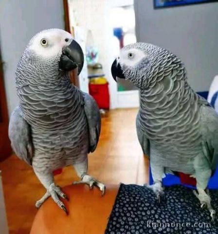 Perroquet gris Gabon disponible 