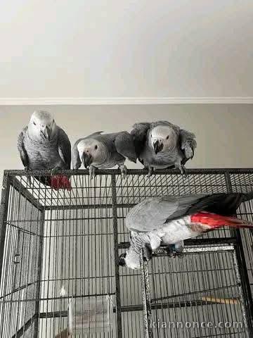 Perroquet gris Gabon disponible 