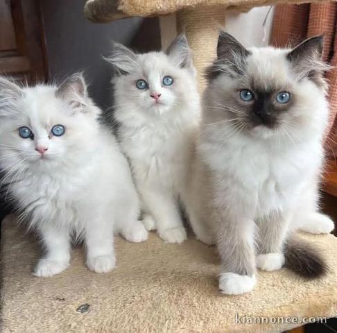 Dons chatons ragdoll disponible 