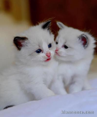 Chatons ragdoll disponible pour adoption 